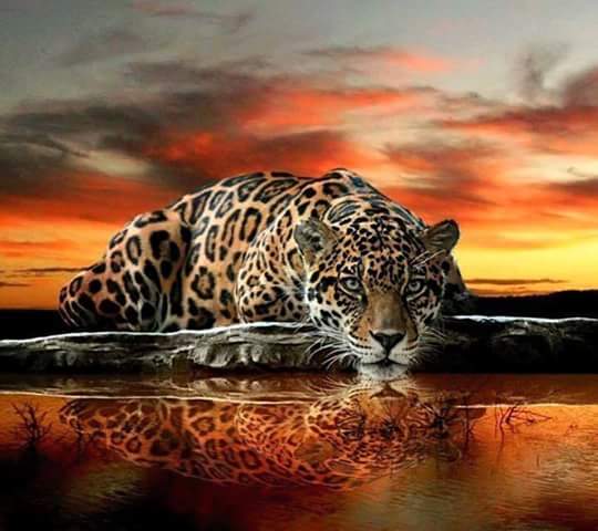 leopardo riflesso