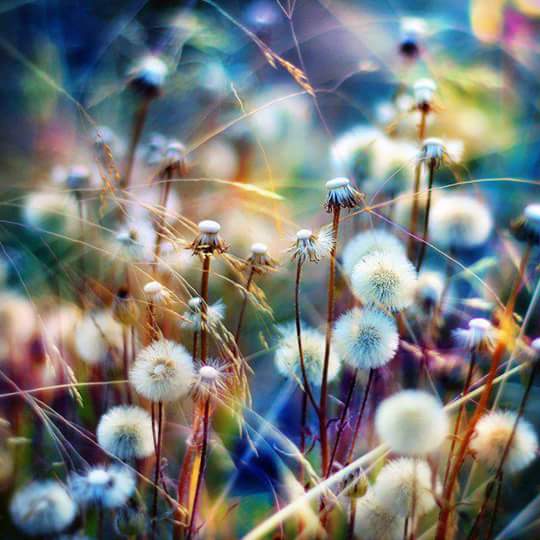 dandelions